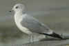 2cy Common Gull (45220 bytes)