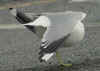 adult Common Gull - canus - in February. (42675 bytes)