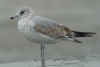 2cy Common Gull. (43572 bytes)