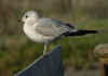 2cy Common Gull. (49292 bytes)