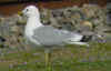 adult Common Gull (83330 bytes)