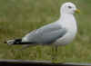 adult Common Gull (76085 bytes)