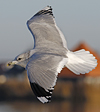 adult Common Gull (40233 bytes)