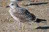 juvenile LBBG, ringed in the Netherlands. 