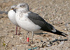 3cy LBBG in November, ringed in the Netherlands. (91383 bytes)