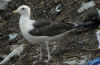 L. f. fuscus in July, ringed in Finland. (97367 bytes)