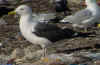 3cy fuscus in July, ringed in Finland. (77993 bytes)
