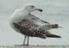 2cy Great Black-backed Gull in June. (69692 bytes)