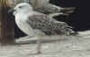 2cy Great Black-backed Gull in June. (75140 bytes)
