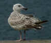 2cy Great Black-backed Gull in June. (58473 bytes)