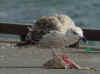2cy Great Black-backed Gull in June. (54439 bytes)