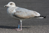 ad LBBG in winter, ringed in the Netherlands. (65647 bytes)