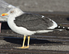 ad LBBG in winter, ringed in the Netherlands. (49127 bytes)