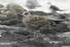 1cy argenteus in August, ringed in Belgium. (90559 bytes)