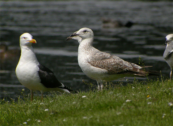 Heuglin's Gull - Larus heuglini