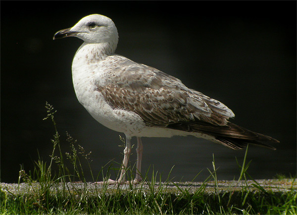 Heuglin's Gull - Larus heuglini