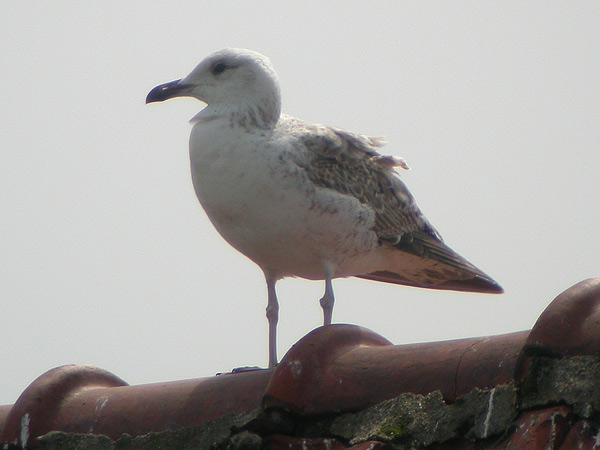 Heuglin's Gull - Larus heuglini