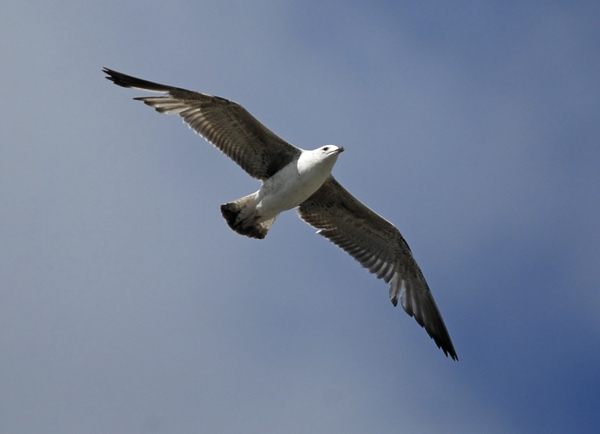 Heuglin's Gull - Larus heuglini