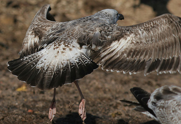 Heuglin's Gull - Larus heuglini