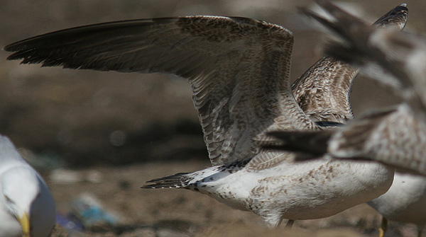 Heuglin's Gull - Larus heuglini