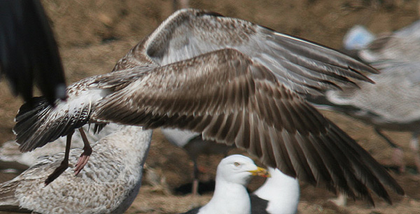 Heuglin's Gull - Larus heuglini