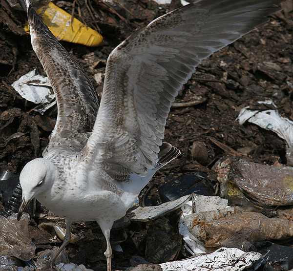Heuglin's Gull - Larus heuglini