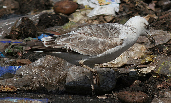 Heuglin's Gull - Larus heuglini