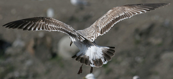 Heuglin's Gull - Larus heuglini