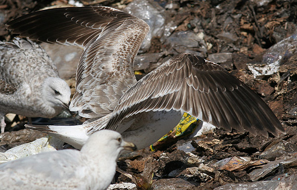 Heuglin's Gull - Larus heuglini