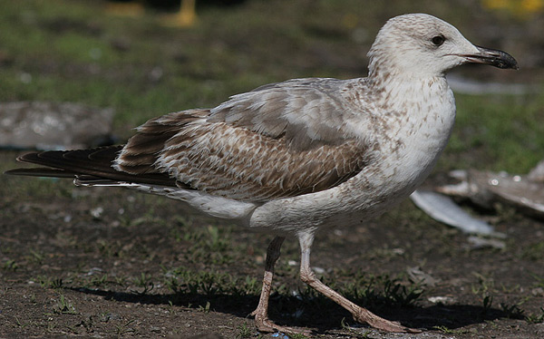 Heuglin's Gull - Larus heuglini