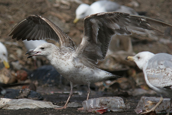 Heuglin's Gull - Larus heuglini