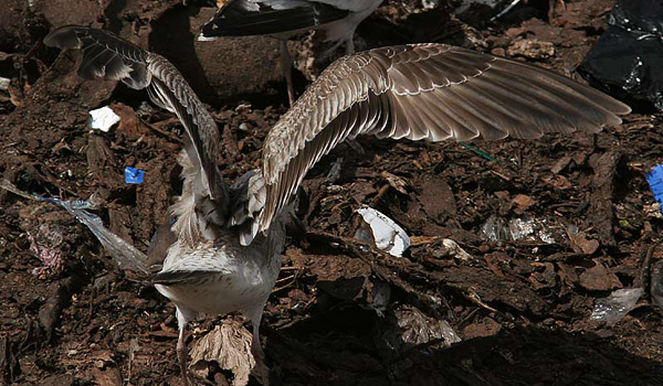 Heuglin's Gull - Larus heuglini