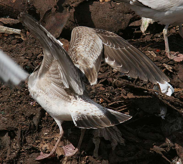 Heuglin's Gull - Larus heuglini