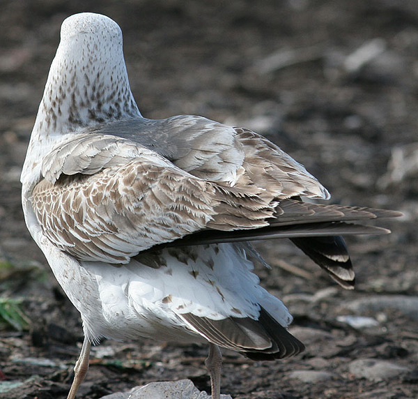 Heuglin's Gull - Larus heuglini