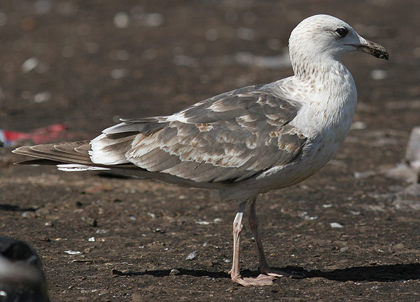 Heuglin's Gull - Larus heuglini