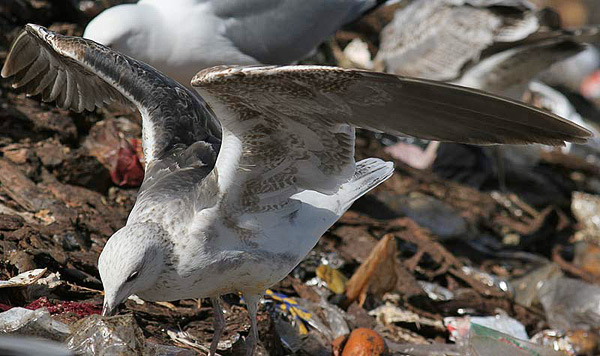 Heuglin's Gull - Larus heuglini