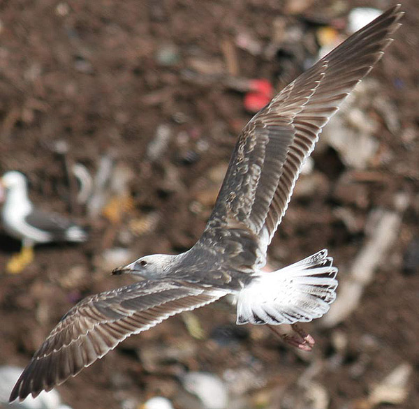 Heuglin's Gull - Larus heuglini