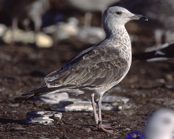 Baltic Gull - Larus fuscus fuscus