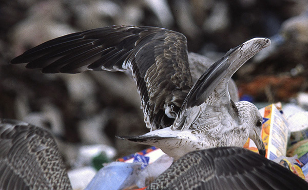 Baltic Gull - Larus fuscus fuscus