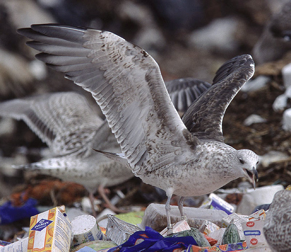 Baltic Gull - Larus fuscus fuscus