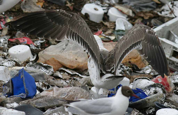 Baltic Gull - Larus fuscus fuscus