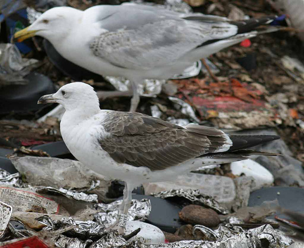 Baltic Gull - Larus fuscus fuscus