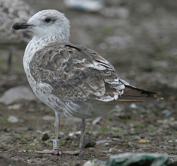 Baltic Gull - Larus fuscus fuscus