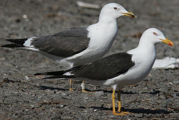 Baltic Gull - Larus fuscus fuscus
