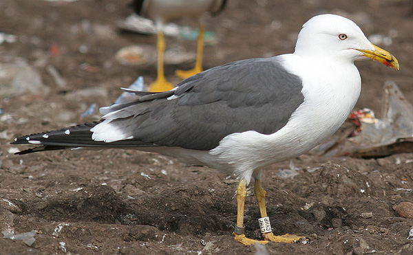 Baltic Gull - Larus fuscus fuscus
