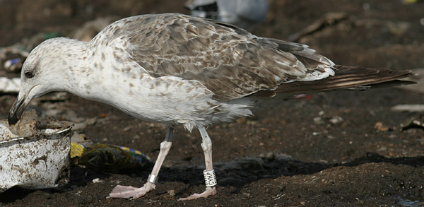 Baltic Gull - Larus fuscus fuscus