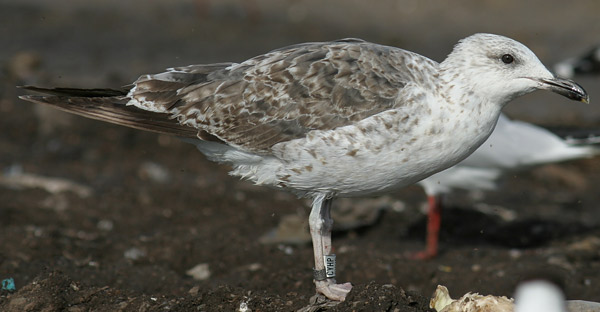 Baltic Gull - Larus fuscus fuscus