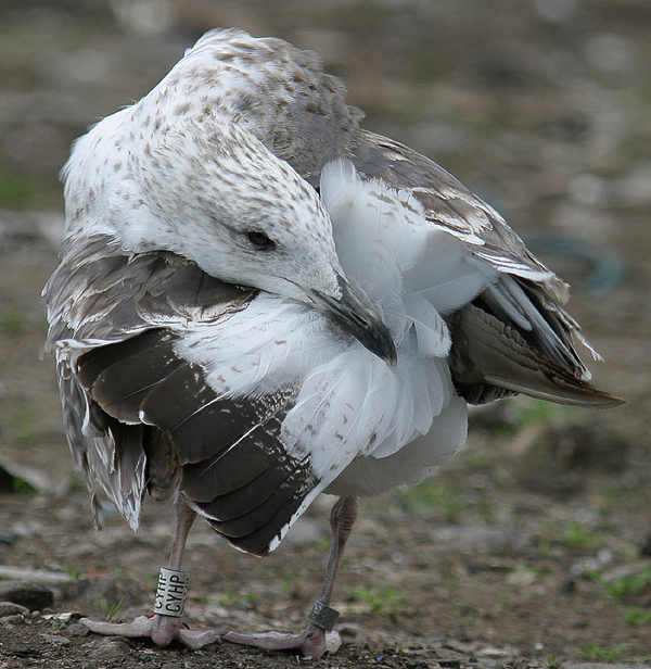 Baltic Gull - Larus fuscus fuscus