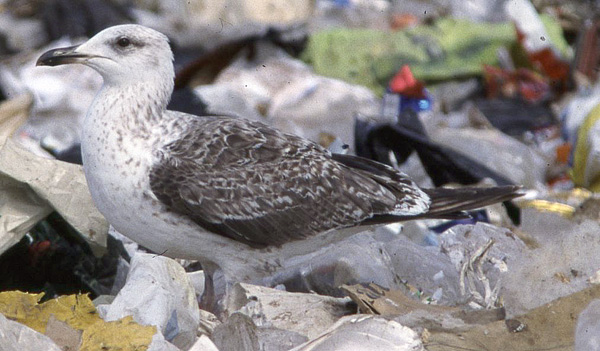 Baltic Gull - Larus fuscus fuscus