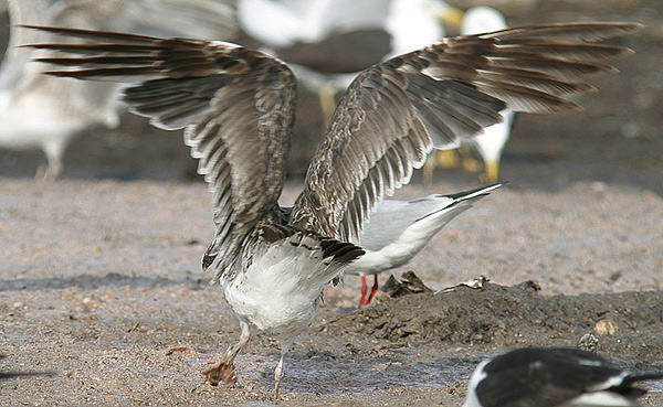 Baltic Gull - Larus fuscus fuscus